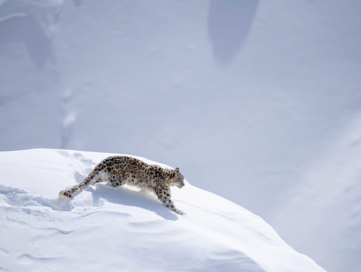 Snow leopard. Photo: Rulle Magnusson/iStock