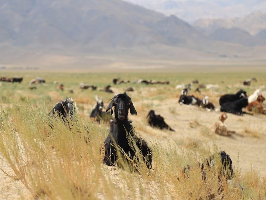 Goats and ruminants in a field