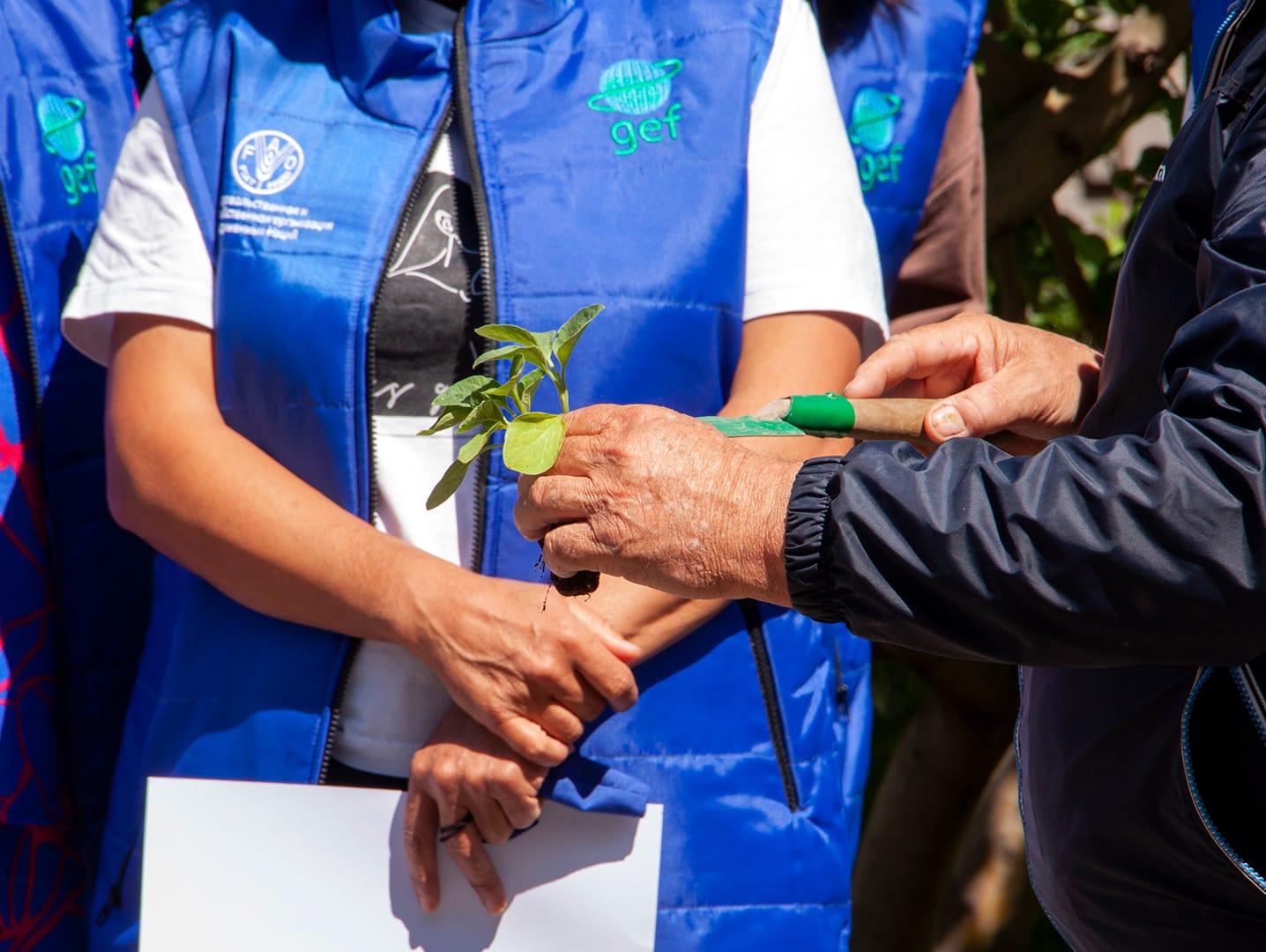 People looking at a seedling