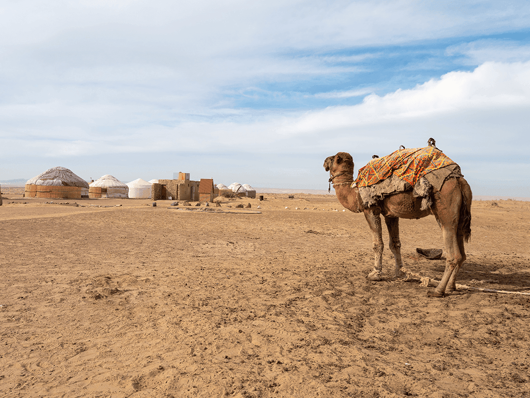 camel in front of nomad yurt camp in Central Asia, Uzbekistan. Photo: diy13/Adobe Stock
