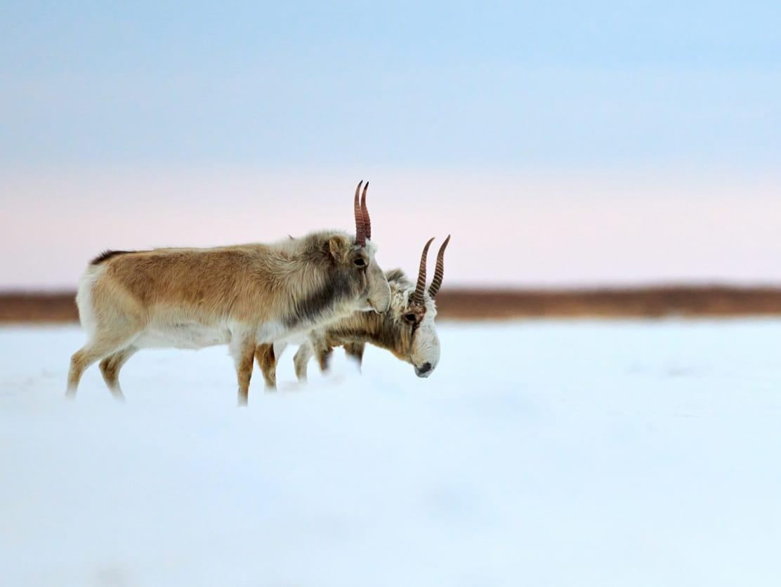 Saiga antelope grazing in the steppe. Photo: Yerbolat Shadrakhov/iStock