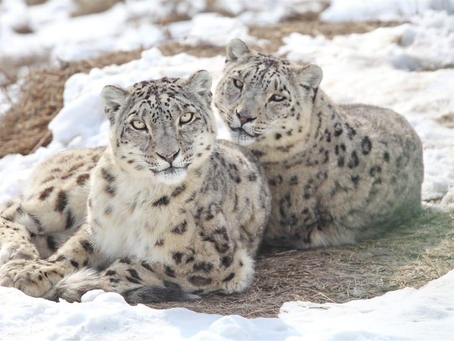 Snow leopards huddled together