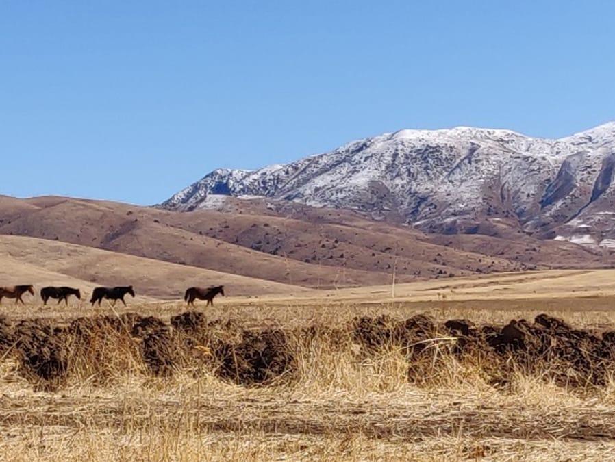 Horses grazing in a mountain landscape