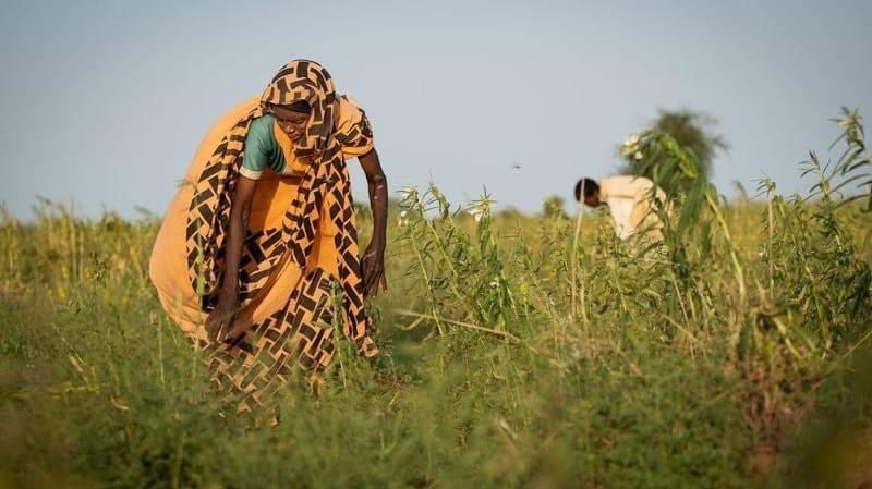 Woman farmer in Sudan