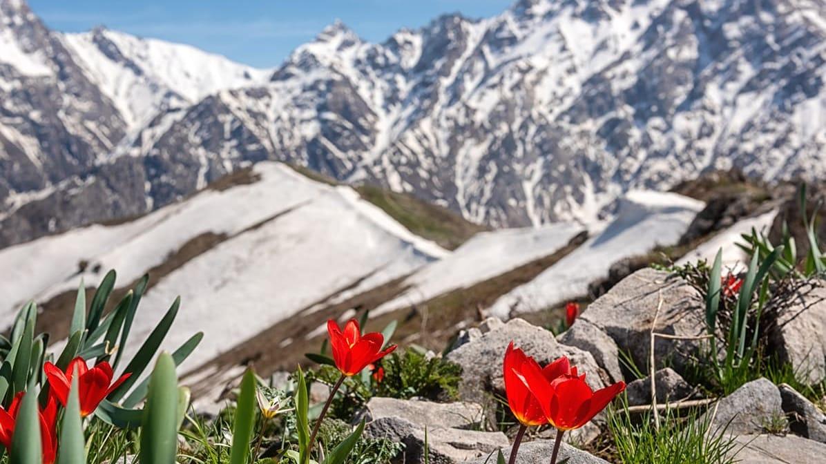 Flowers and mountains in Uzbekistan