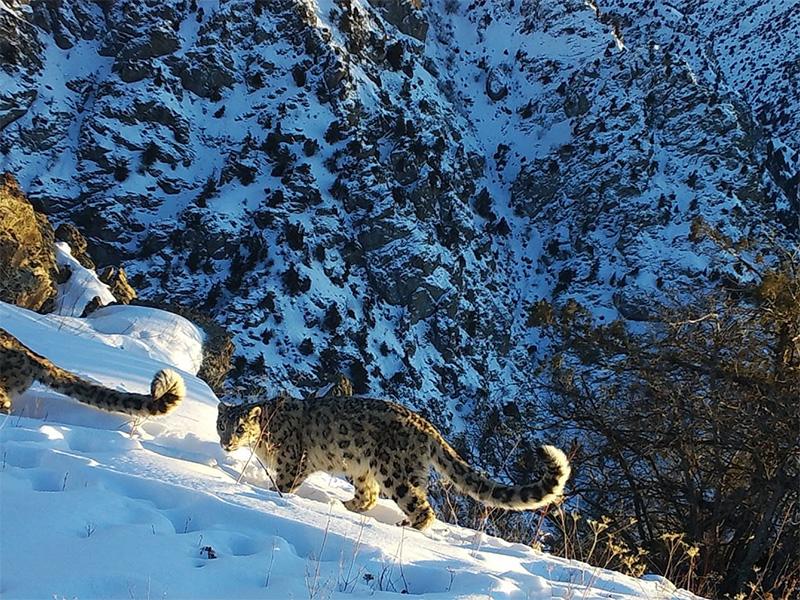 Snow leopard on a mountain