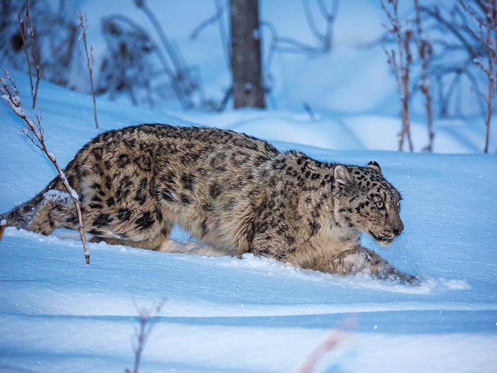 Snow leopard in snow